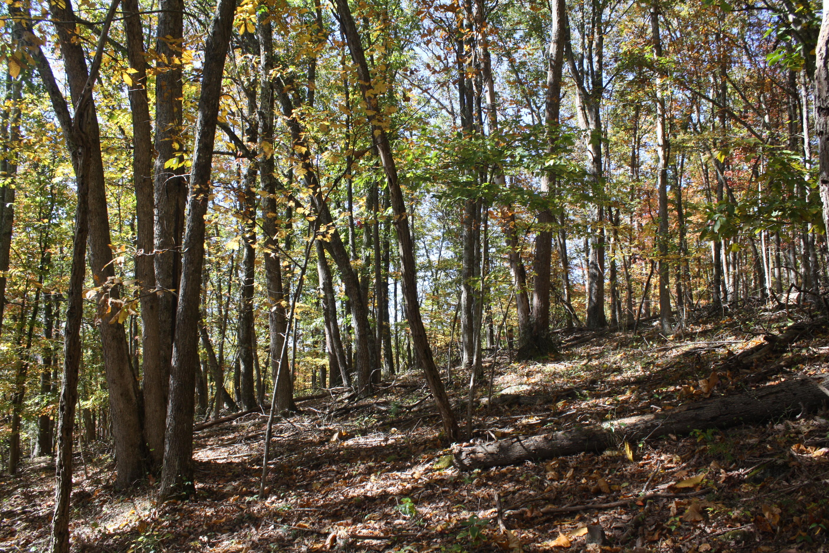 Beech Run Road Jumping Branch, WV 25969 - Photo 23 of 45 Gallery Image 23
