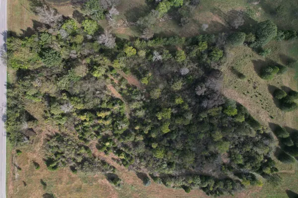 a view of a forest with a tree