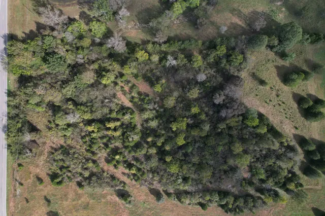 a view of a forest with a tree