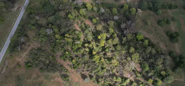 a view of a forest with a tree