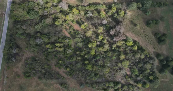 a view of a forest with a tree