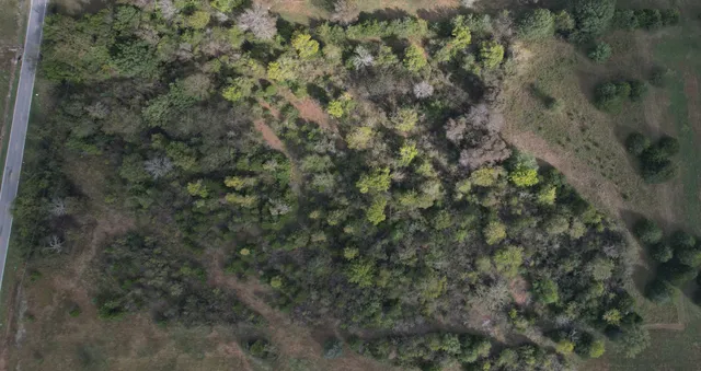 a view of a forest with a tree