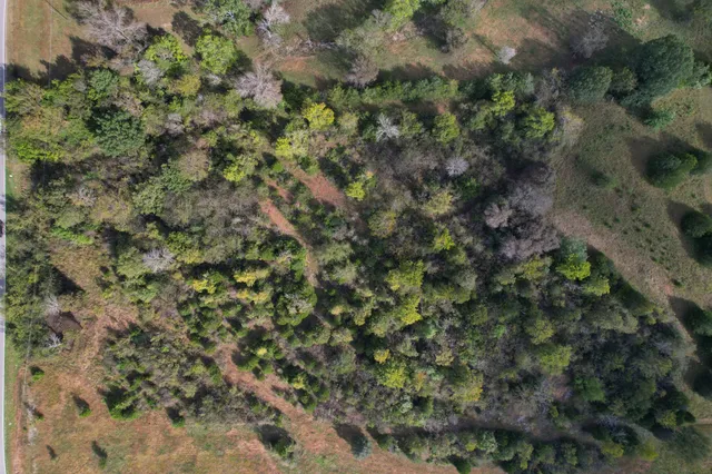 a view of a forest with a tree