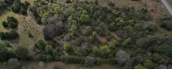 a view of a forest with a tree