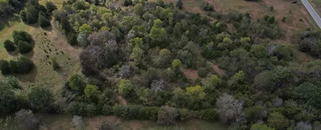 a view of a forest with a tree