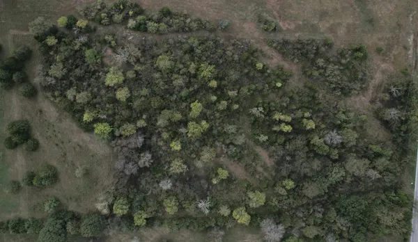 a view of a forest with lots of trees