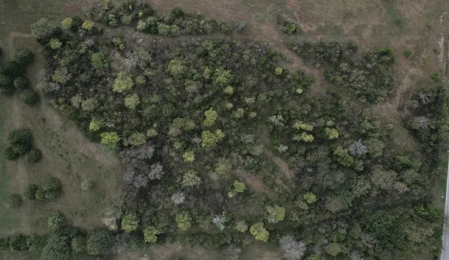 a view of a forest with lots of trees