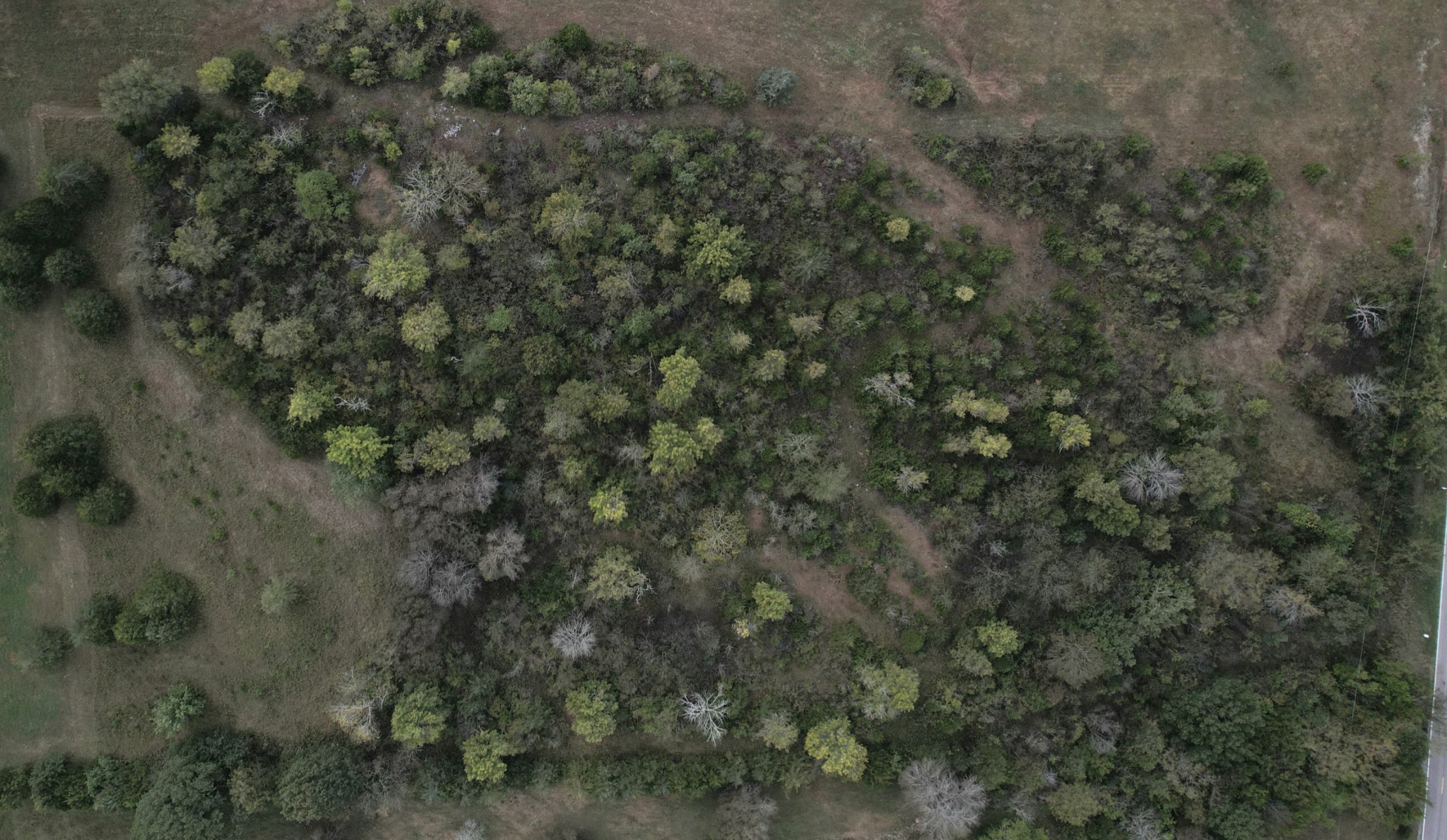 0 Finley Beech Road Belfast, TN 37019 - Photo 7 of 9 a view of a forest with lots of trees