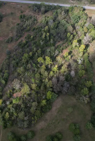 a view of a forest with trees in the background