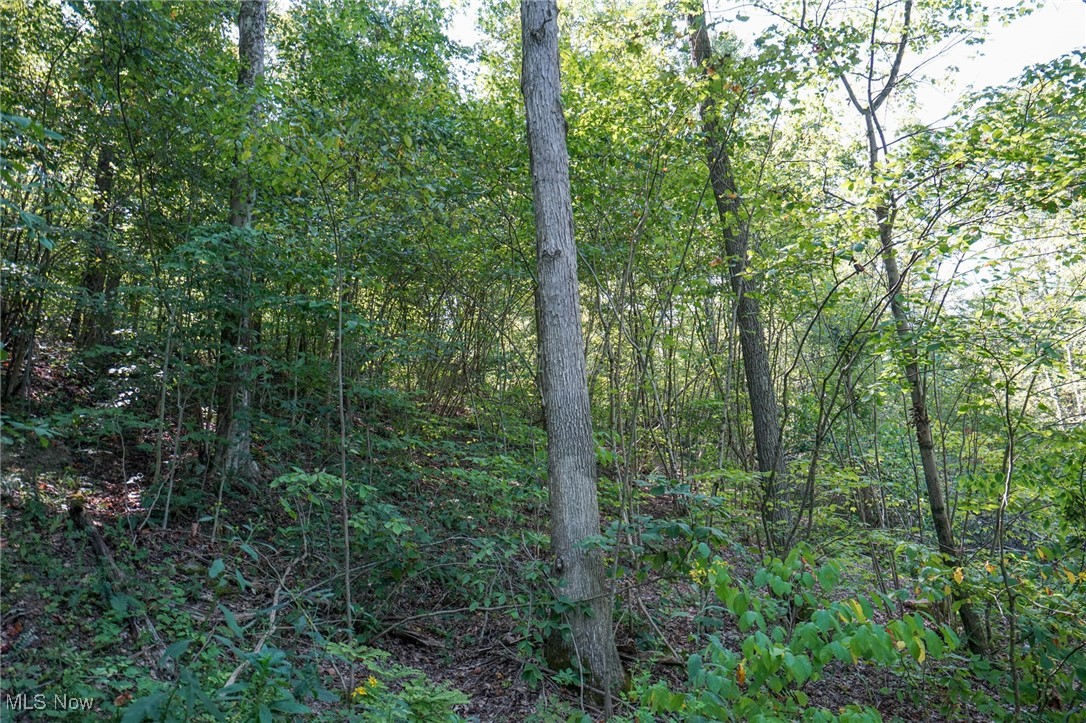 Johnson Run Road Kimbolton, OH 43749 - Photo 28 of 36 View of local wilderness