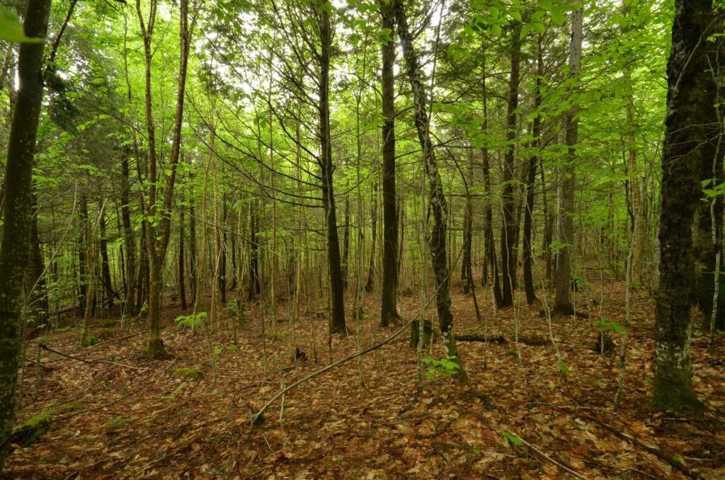 9-11 Dill Road Lakeville, ME 04487 - Photo 18 of 27 Land/lot