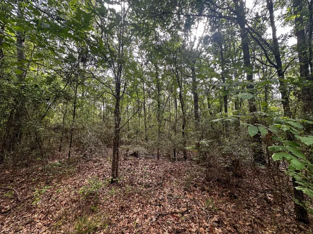 a view of a forest with trees in the background