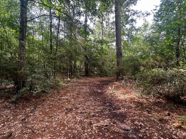 a view of a forest with trees in the background