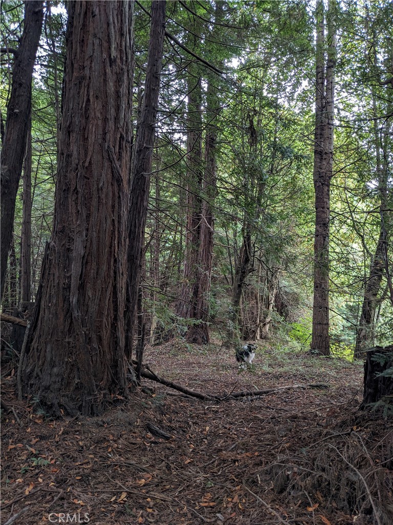 203 Pine Lane Carlotta, CA 95528 - Photo 12 of 12 a view of outdoor space with trees