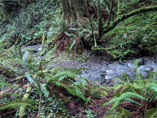 a view of a plants in a garden