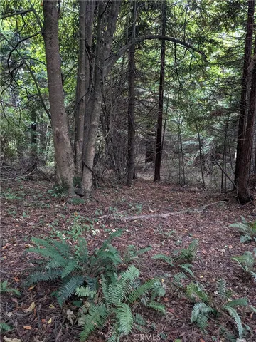 a view of a forest with trees in the background