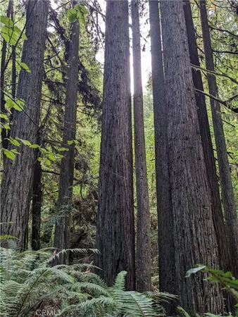 a view of a garden with plants
