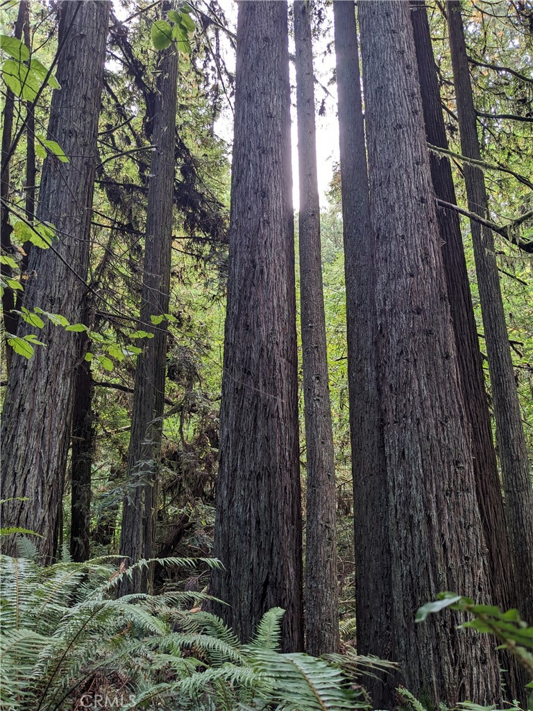 203 Pine Lane Carlotta, CA 95528 - Photo 8 of 12 a view of a garden with plants