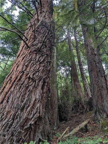 a view of a forest with trees