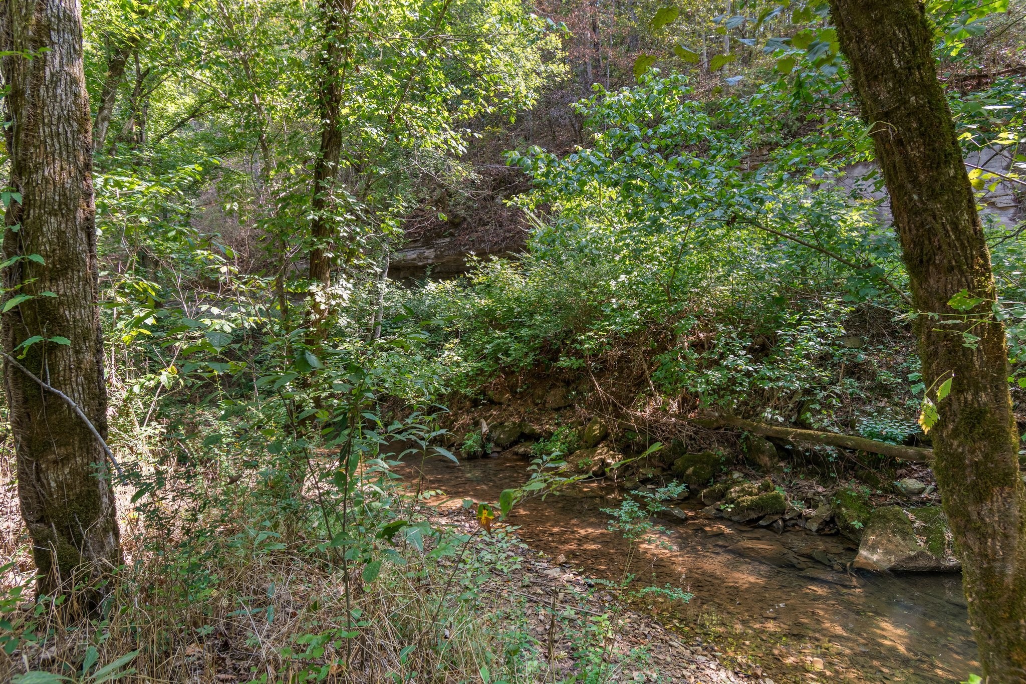 0 Grays Bend Road Centerville, TN 37033 - Photo 44 of 44 a view of a forest with a tree