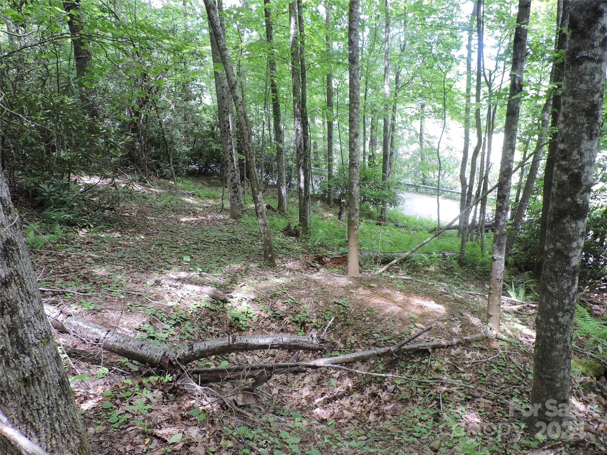 0 South Toe River Road, Unit LOT 3 Burnsville, NC 28714 - Photo 12 of 28 a view of a forest filled with trees