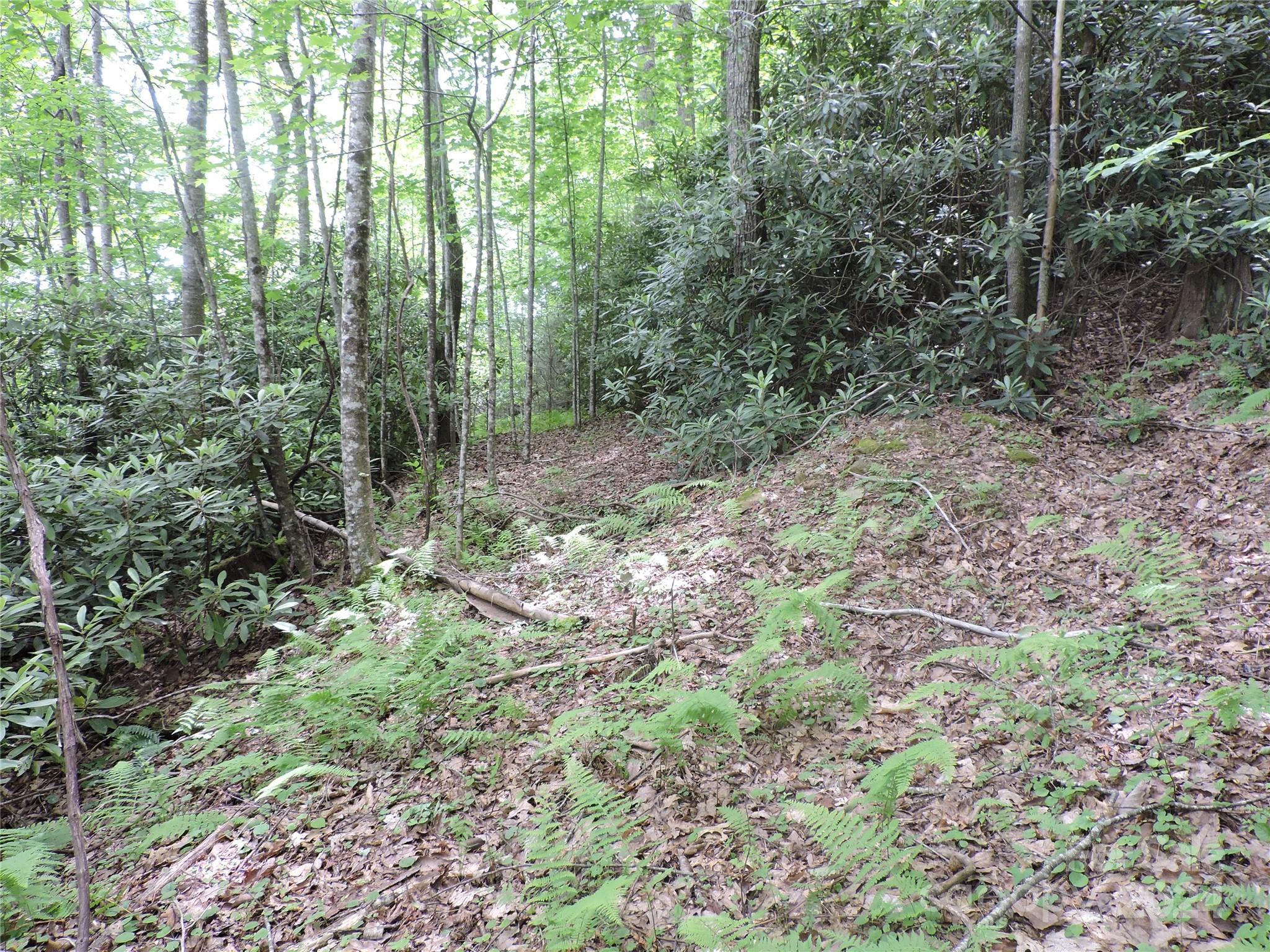 0 South Toe River Road, Unit LOT 3 Burnsville, NC 28714 - Photo 8 of 28 a view of a forest with trees in the background