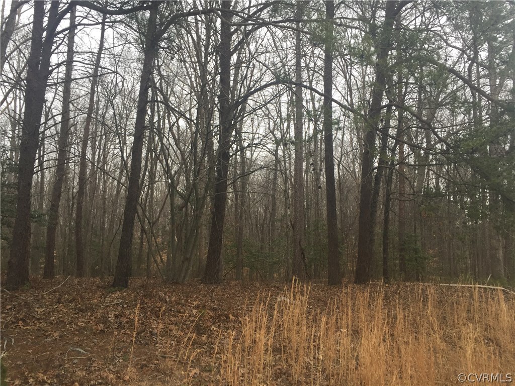 a view of backyard with trees