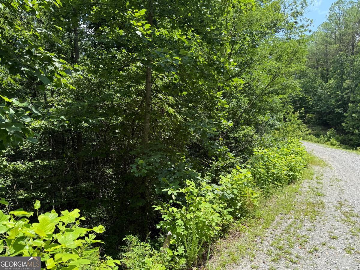 Lot E9 Reece Mountain Road Ellijay, GA 30536 - Photo 5 of 18