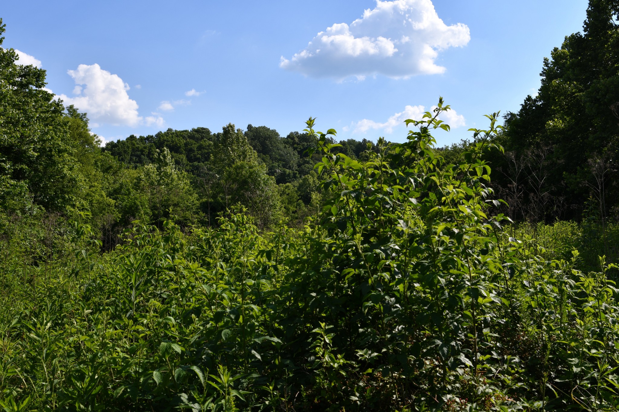 1613 Groveland Ridge Road Columbia, TN 38401 - Photo 9 of 42