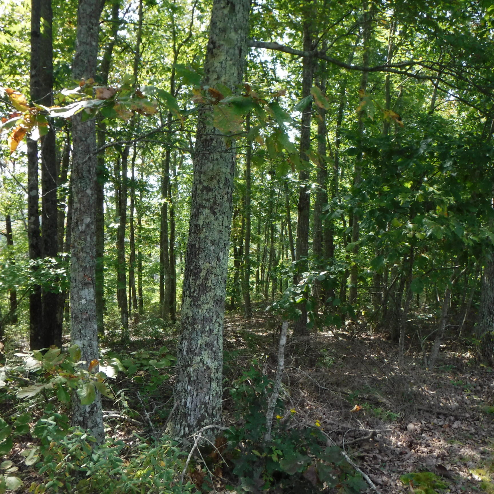21.75 Wes Dailey Road Celina, TN 38551 - Photo 3 of 11 09-20-2017 036