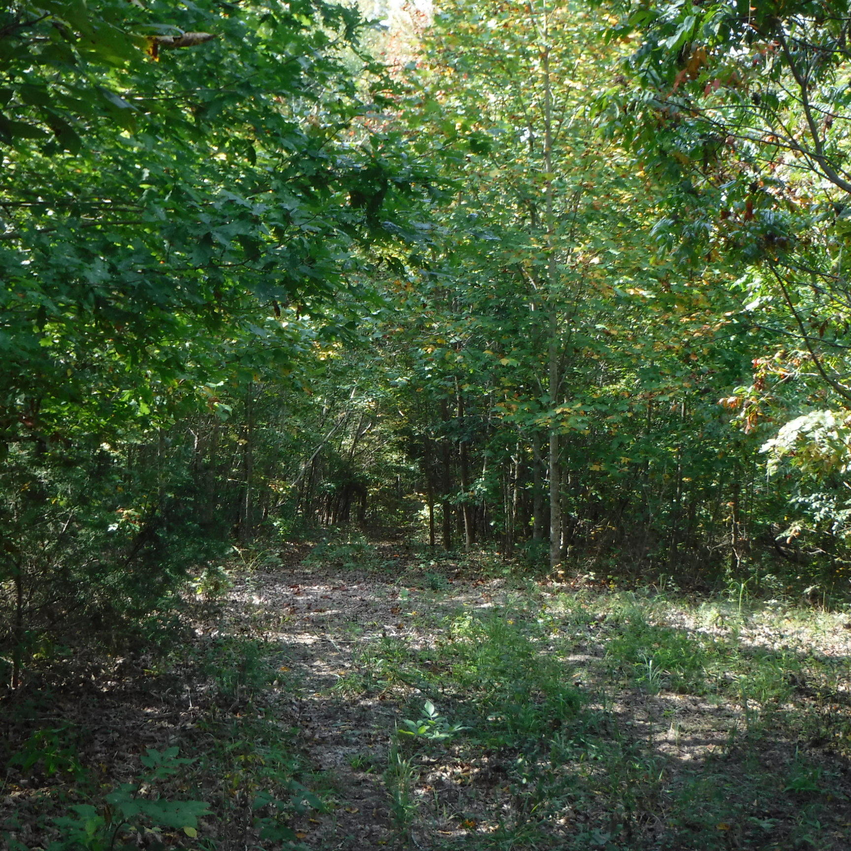 21.75 Wes Dailey Road Celina, TN 38551 - Photo 6 of 11 09-20-2017 039