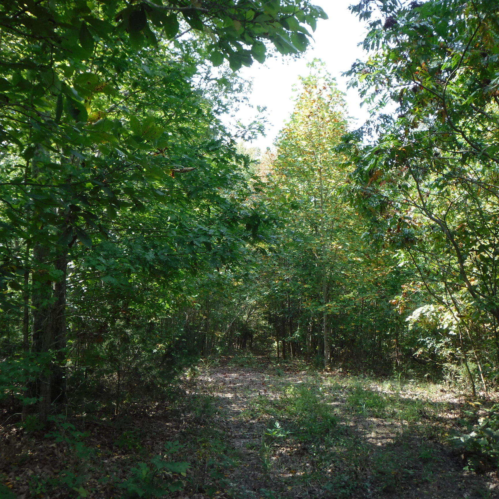 21.75 Wes Dailey Road Celina, TN 38551 - Photo 7 of 11 09-20-2017 040