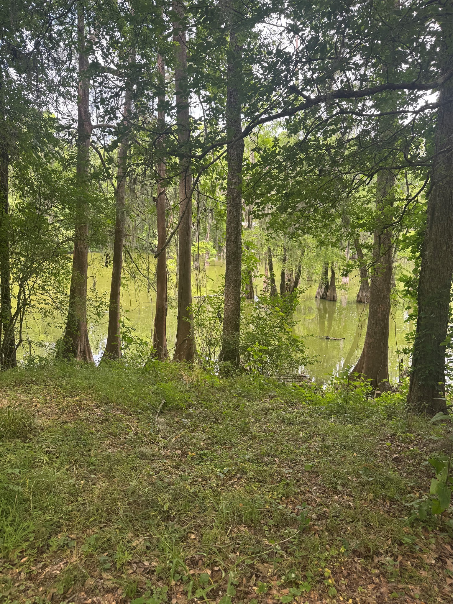 45 County Road 2859 Cleveland, TX 77327 - Photo 2 of 15 a view of outdoor space with trees all around