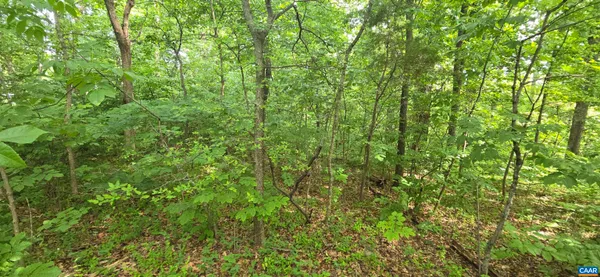 a view of a lush green forest