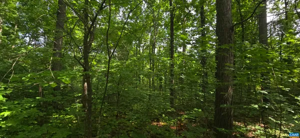 a view of a lush green forest