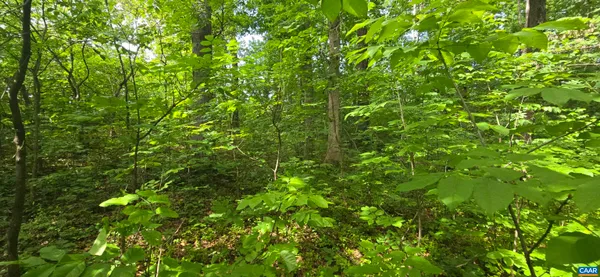 a view of a lush green forest