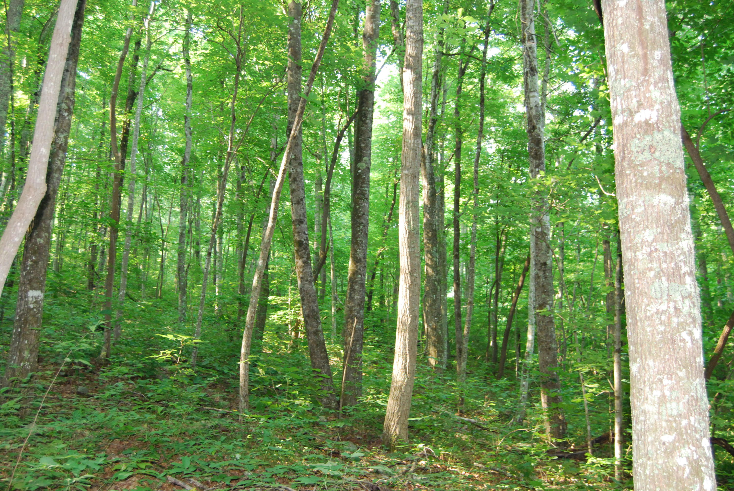 Hyder Loop Crossville, TN 38571 - Photo 1 of 15 DSC_0150
