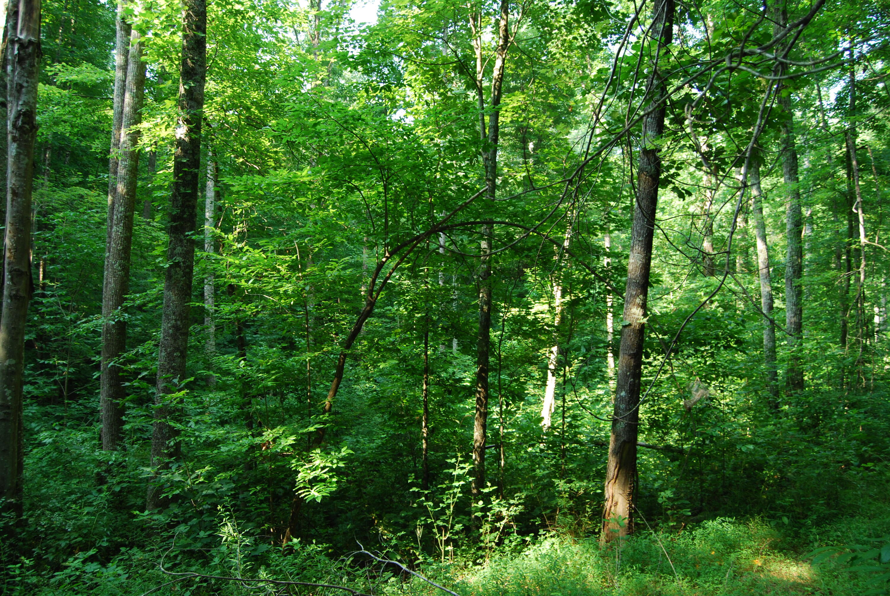 Hyder Loop Crossville, TN 38571 - Photo 2 of 15 DSC_0144