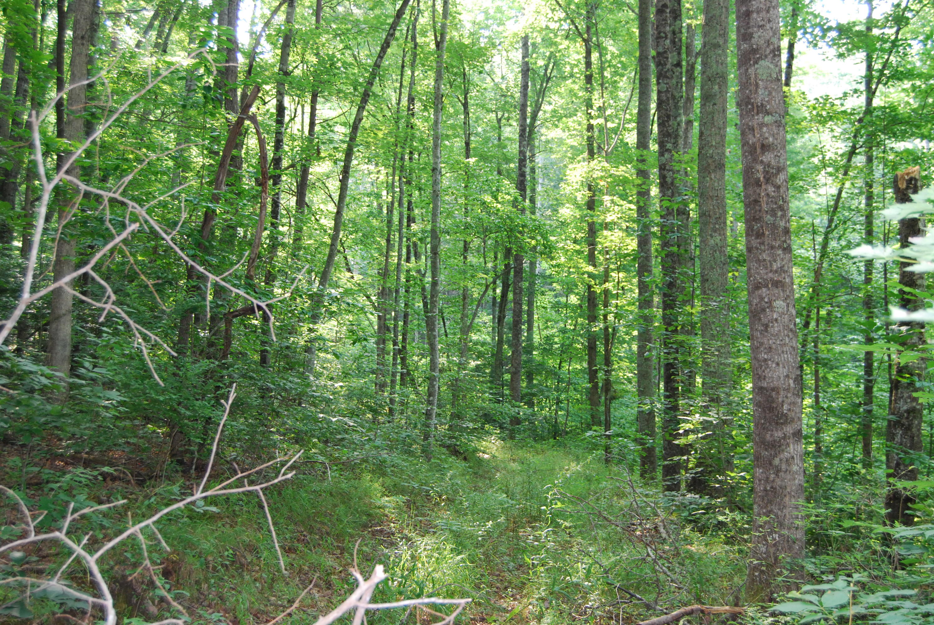 Hyder Loop Crossville, TN 38571 - Photo 11 of 15 DSC_0155