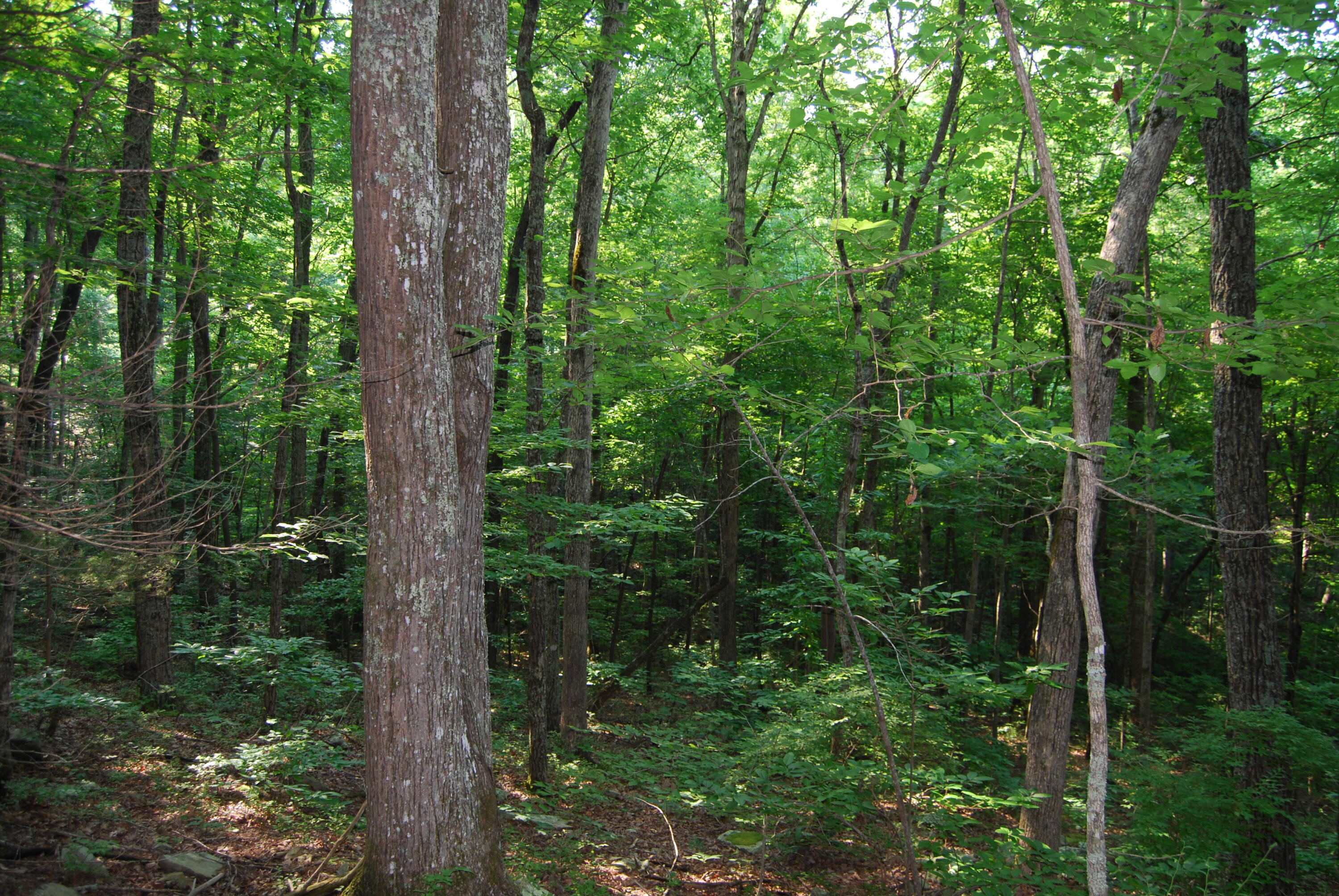 Hyder Loop Crossville, TN 38571 - Photo 3 of 15 DSC_0145