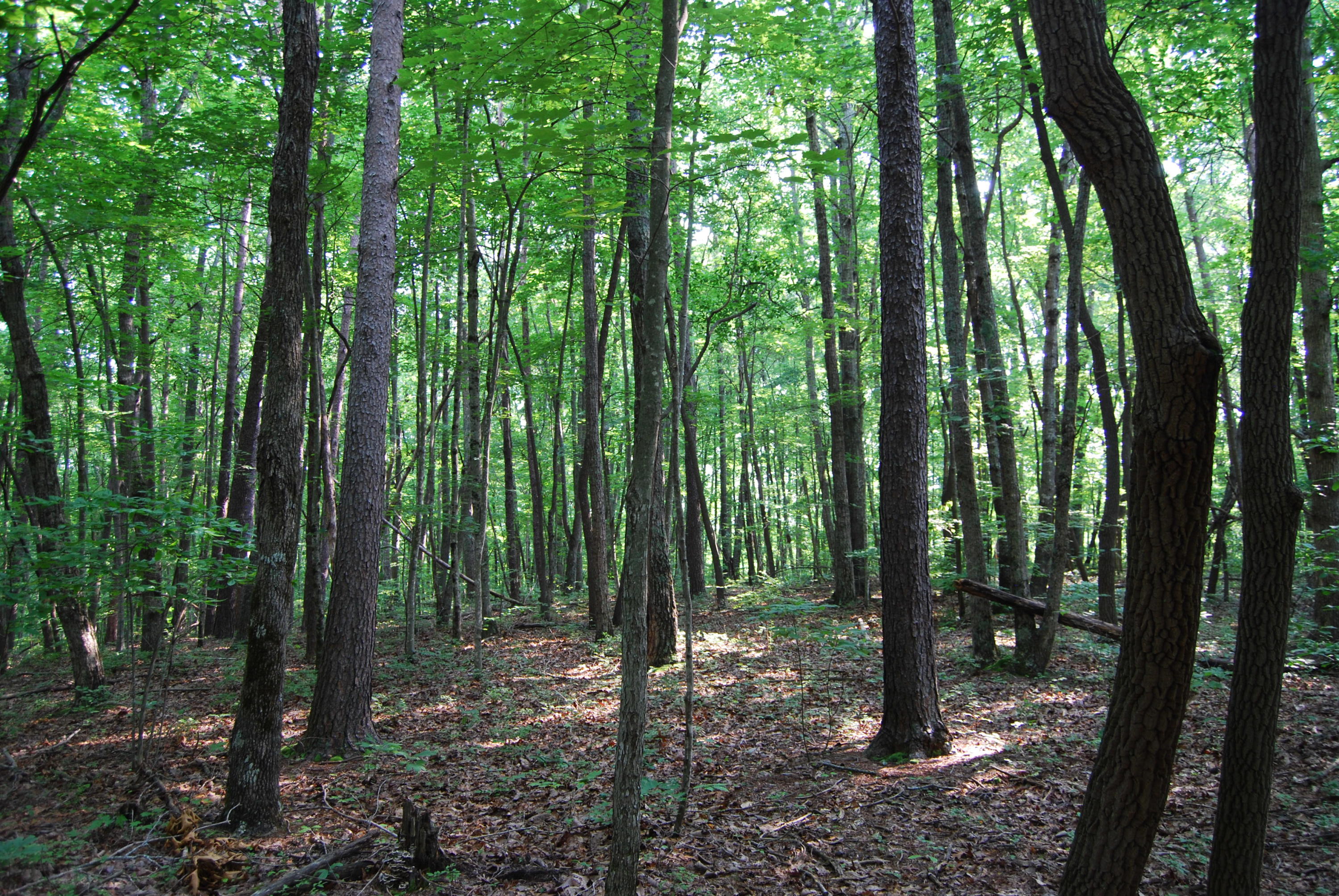 Hyder Loop Crossville, TN 38571 - Photo 5 of 15 DSC_0147