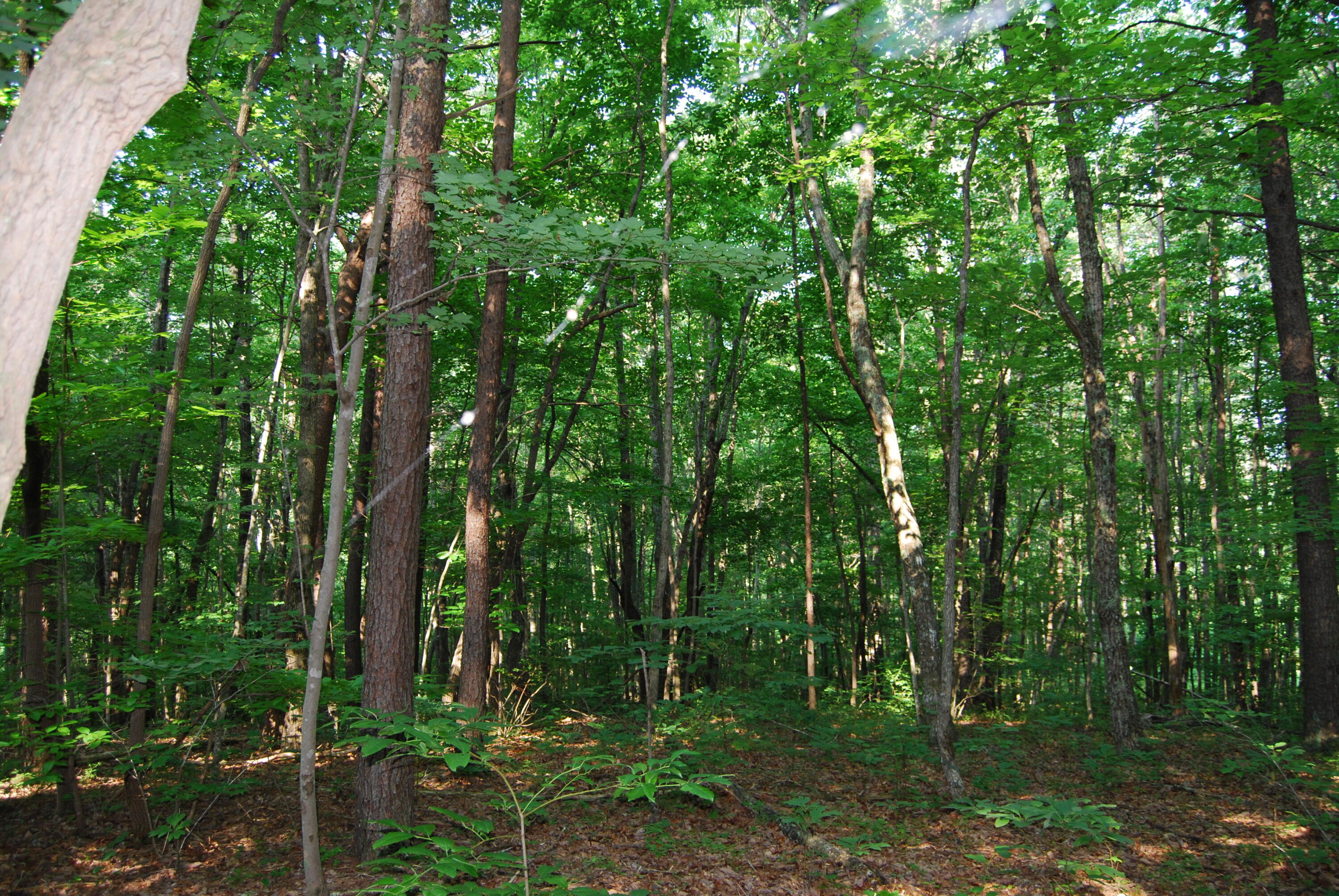 Hyder Loop Crossville, TN 38571 - Photo 6 of 15 DSC_0148