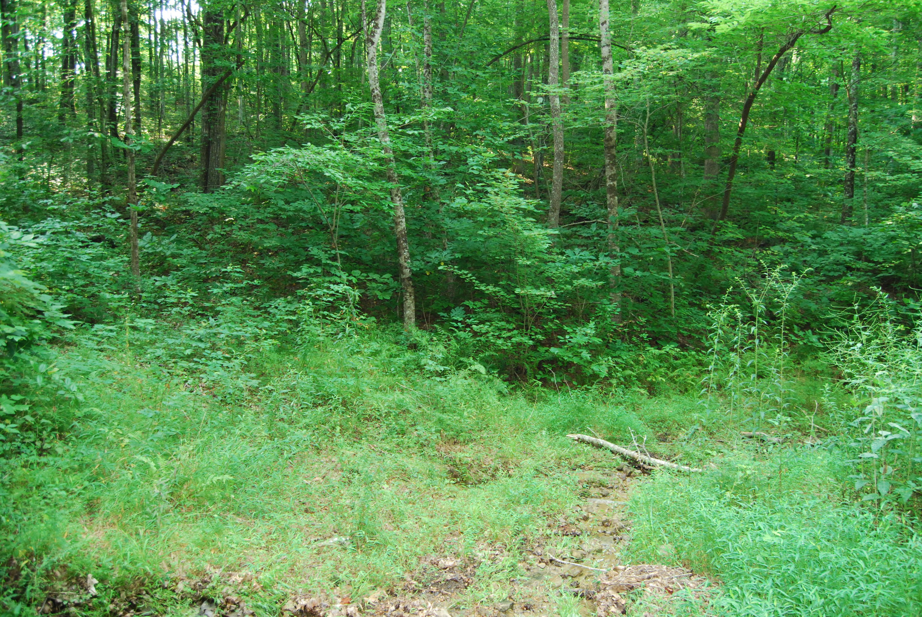 Hyder Loop Crossville, TN 38571 - Photo 7 of 15 DSC_0151