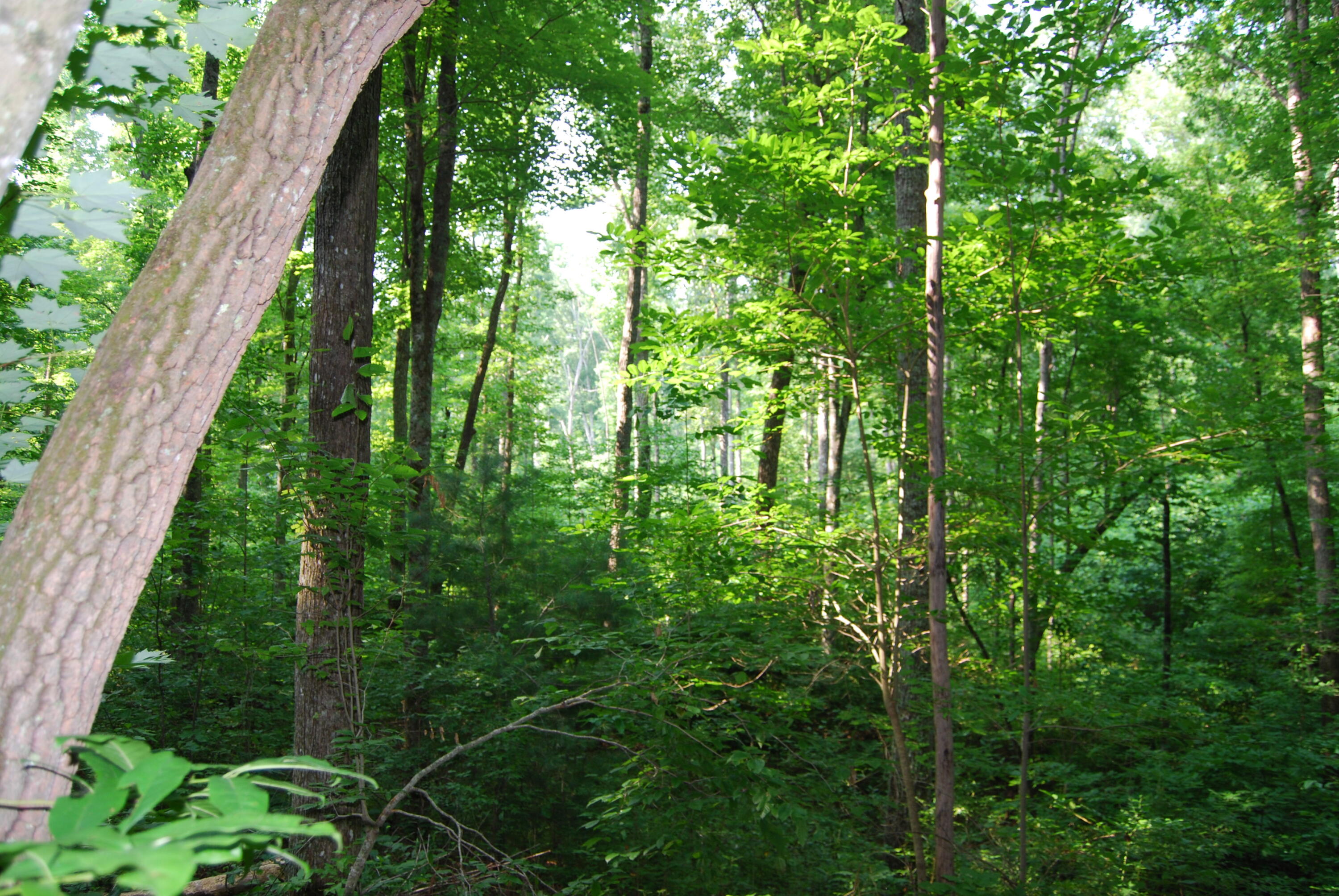 Hyder Loop Crossville, TN 38571 - Photo 8 of 15 DSC_0152