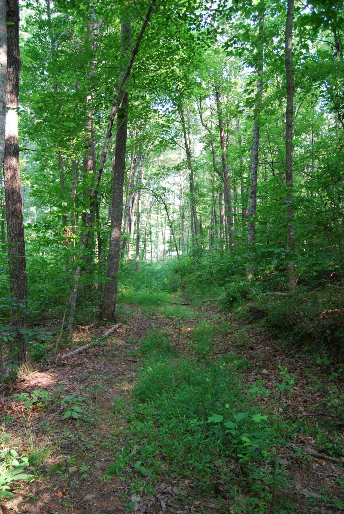 Hyder Loop Crossville, TN 38571 - Photo 10 of 15 DSC_0154