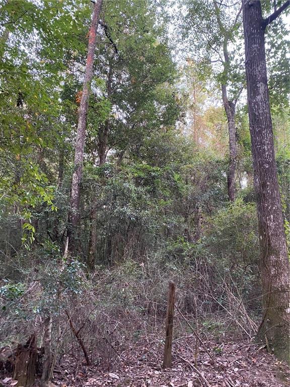 0 Ragusa Road Independence, LA 70443 - Photo 4 of 4 Gallery Image 4