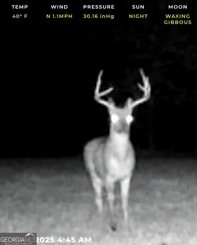 a black and white photo of a tree