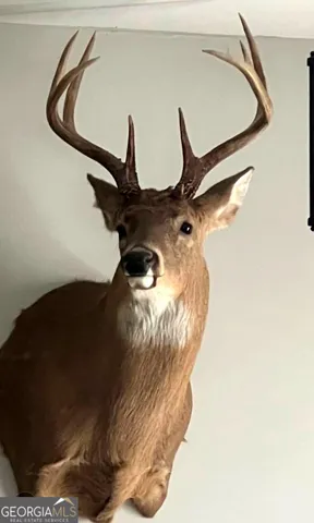 a backyard with a tree