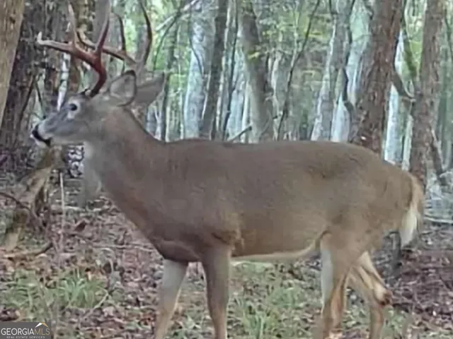 $260,000 | 240 80th Highway, Culloden, GA 31016