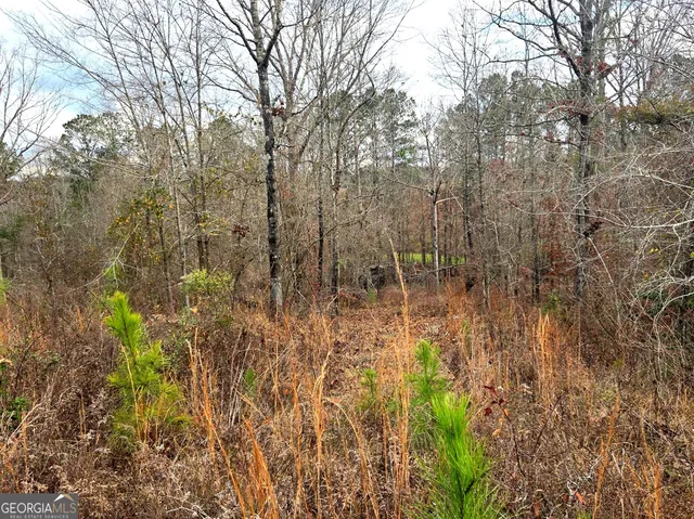 a view of a forest with trees in the background
